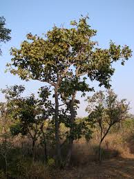 Image result for Hymenaea courbaril