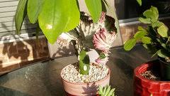 The coral cactus will invite conversation over its unique, splayed foliage & interesting ripples. Coral Cactus Could Someone Give Me Pointers