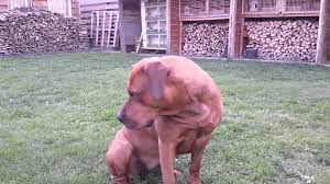 She is 14 weeks old and a beast! Playing With Our Boerboel X Rottweiler Youtube