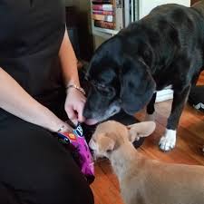 Pet loss at home san antonio. Patient Paws Mobile Vet