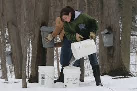 How Much Sap Can One Tree Produce New York State Maple