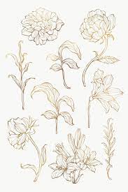 Gold Floral Outline Set Transparent Png Premium Image By Rawpixel Com Nunny Flower Outline Leaf Outline Outline Art