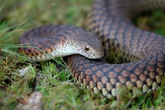 Lowland copperhead - Wikipedia