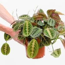 Ada banyak jenis tanaman hias outdoor yang bisa dipilih untuk menghiasi pekarangan rumah parents. 7 Rekomendasi Tanaman Hias 2019 Ini Akan Menghijaukan Dan Menyejukkan Rumah Sekaligus Menjadi Dekorasi Yang Cantik Dan Asri