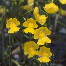 Image result for Utricularia appendiculata