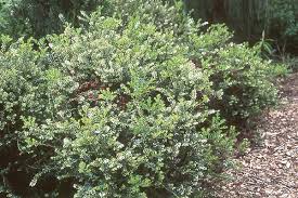 Image result for Pteronia mucronata