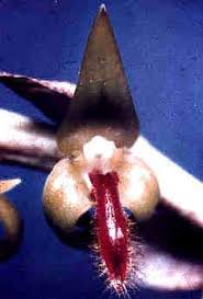 Image result for Bulbophyllum cochleatum