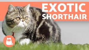 The large, round eyes set wide apart in a large round head contribute to the overall look and expression. Exotic Shorthair One Of Most Loving Cat Breeds Youtube