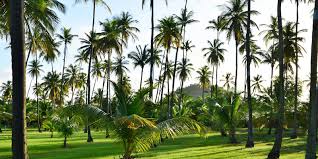 On y trouve les plus belles plages des petites antilles sur 22 km de rivage. Sainte Anne In Martinique Between Charm And Authenticity