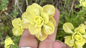 Image result for Commelina albescens