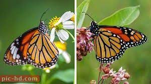 صور فراشات خلفيات فراشات ملونة جميلة جدا beautiful butterflies art monarch butterfly information