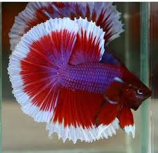 Betta Colors Patterns Betta Source