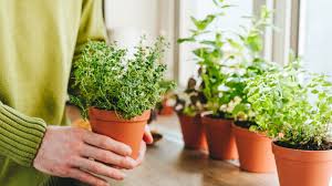 11 Herbs You Can Grow Indoors in Low Light