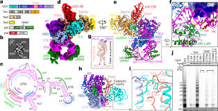 Encuentra las últimas versiones y las versiones antiguas. Structures Of Telomerase At Several Steps Of Telomere Repeat Synthesis Nature