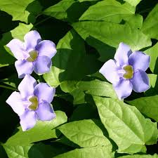 Image result for Thunbergia kirkiana