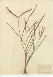 Scientific name and common name. Goose Grass Yard Grass