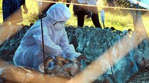 Know its symptoms and signs china reported the first case of h10n3 strain of avian flu from the country's eastern jiangsu province. Bird Flu India To Cull Poultry Amid Fears Of Virus Bbc News