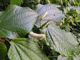 Image result for Piper capense