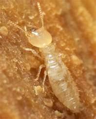 Mid valley termite inspection service p.o. Pest Inspections Bowman Home Inspections Llc