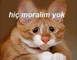 ruh halim ayni bu kedi komik seyler komik capsler komik cocuklar