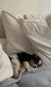 Pin By A C On Doggies In 2020 Cute Baby Animals Cute Funny Animals Cute Animal Photos