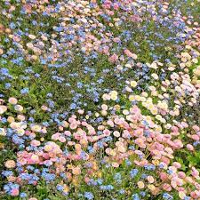 Maybe you would like to learn more about one of these? Aesthetic Icon Flower Field And Aesthetic Flower Image 6294659 On Favim Com