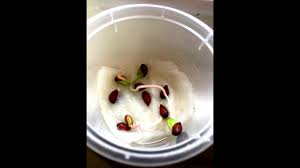 Check spelling or type a new query. How To Grow Pink Lady Apple Seeds Youtube