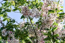 Image result for Cassia agnes