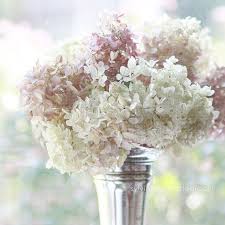 Cabilock shabby chic flower vase vintage farmhouse jug vase metal pitcher vase planters rustic metal galvanized flower pot iron flower bucket decorative planter table centerpiece 3.7 out of 5 stars 6 £11.48 £ 11. Hydrangeas In A Silver Vase Shabby Chic Decor Fine Art Print Still Life Photography Pastel Wh Shabby Chic Flowers Shabby Chic Photography Shabby Chic Bouquet