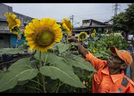 Harga bibit benih biji tanaman hias bunga matahari mini/kecil 50pcs. Taman Bunga Matahari Kanal Barat Jakarta Antara Foto