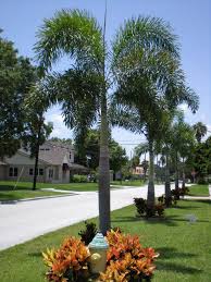 Foxtail Palm Trees Palm Trees Landscaping Palm Garden Palm Trees Garden