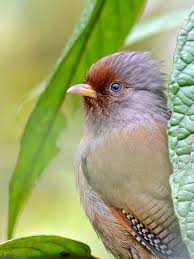 Names Birds That Start With Q Pin On Soaring Creatures God S Amazing Creation Iii