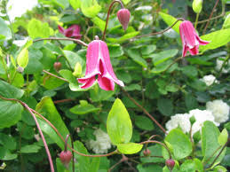 The texensis varieties are herbaceous, meaning that they come fresh from beneath ground level every year (and do not shoot off the old wood) Garden 2007 English