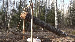 Image result for deadfall trap