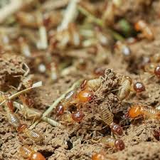 Stop by for your pest control options. The 411 About Termite Control In Gonzales La Arceneaux Pest