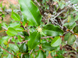 Image result for Croton pseudopulchellus