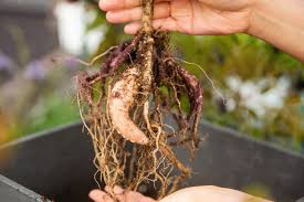 Freezing temperatures ruin tubers, and higher temperatures encourage microorganisms and fungus to destroy them. How To Dig And Divide Dahlias