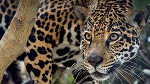 Nfl is fining san francisco, jacksonville and dallas for ota violations, per source. Jaguar San Diego Zoo Animals Plants