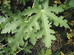 Résultat de recherche d'images pour "brunswick fig leaf and fruit"