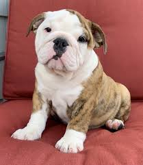 I will guarantee a negative brucello. Stella Victorian Bulldog Puppy 608162 Puppyspot