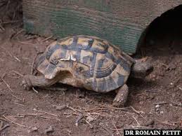 See all things to do. Album Photos Village Des Tortues Gonfaron Par Romain Petit