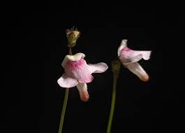 Image result for Lentibulariaceae