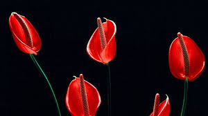 I actually drew this not took a picture of it. Download Wallpaper 1280x720 Calla Lilies Flowers Stems Red Black Hd Hdv 720p Hd Background