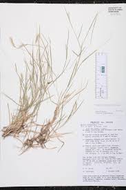Image result for Hackelochloa granularis