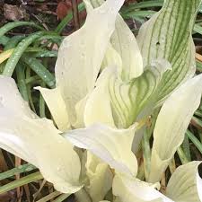 Check spelling or type a new query. Hosta White Feather Plantain Lily White Feather Uploaded By Johnson8301