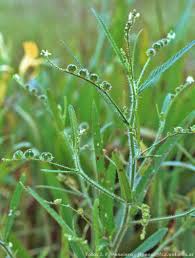 Image result for Caperonia