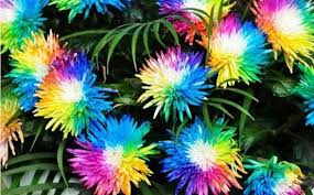 Renkli Himalaya Orkide Cicegi Tohumu Supriz Tohum Fiyatlari Ve Ozellikleri Orkideler Tohum Bitki