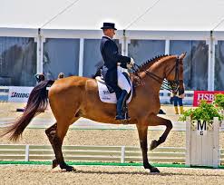 An hsus undercover investigation into the walking horse industry finds rampant cruelty. Sweethearts Of The West A Horse Is A Horse Breeds Common In The Old West