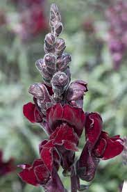 Antirrhinum Majus Nanum Black Prince Beautiful Dark Red Velvety Snapdragon Blooms With Bronze Foliage 18ins Flower Seeds Online Antirrhinum Flower Seeds