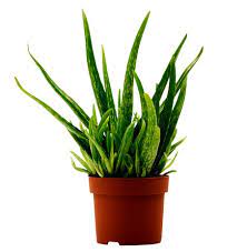 Bunga desember (scadoxus multiflorus) merupakan salah satu tanaman bunga yang sekaligus selain dijadikan sebagai tanaman hias, bunga kancing juga dimanfaatkan sebagi obat tradisional lidah buaya (aloe vera) adalah tanaman sukulen yang populer sebagai tanaman hias sekaligus. Jual Tanaman Lidah Buaya Aloe Vera Bibitbunga Com